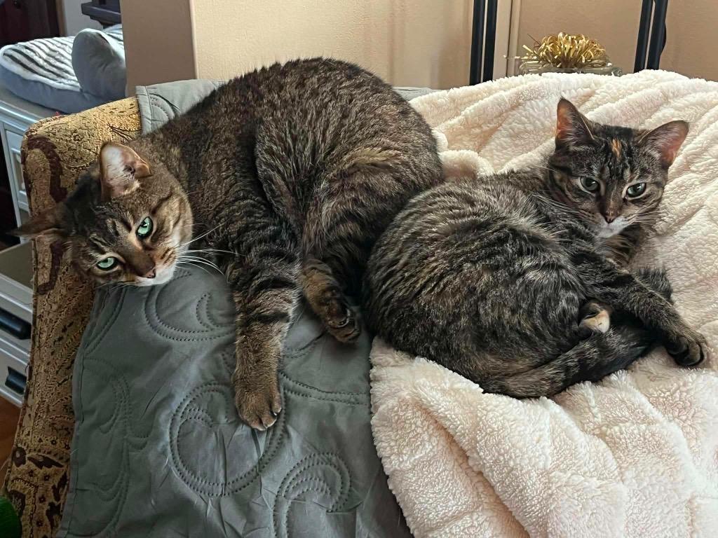 Cubby, Adoptable, Senior Male Domestic Short Hair.