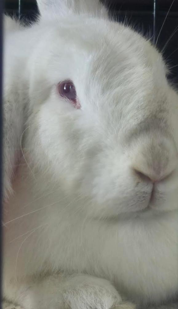 Roadrunner, Adoptable, Adult Female Florida White.