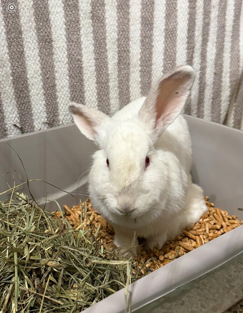 Enlarge Roadrunner, a Adoptable Florida White in Longwood, FL image 1/2