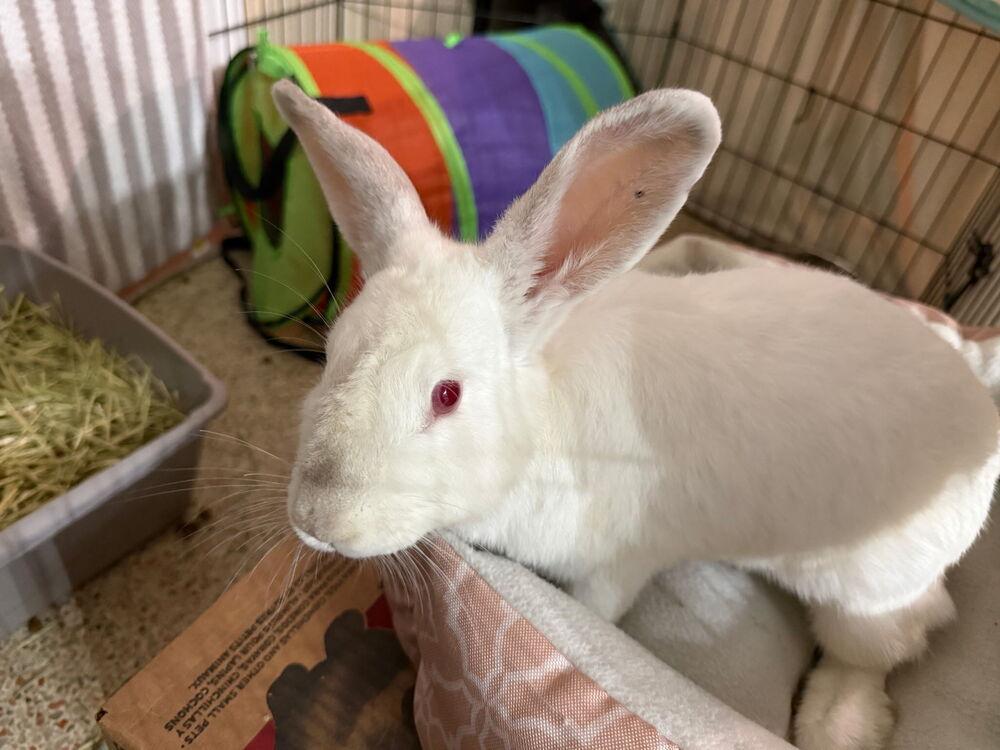 Roadrunner, Adoptable, Adult Female Florida White.