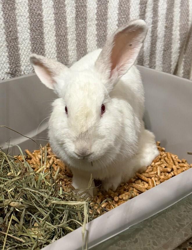 Enlarge Roadrunner, a Adoptable Florida White in Longwood, FL image 3/3