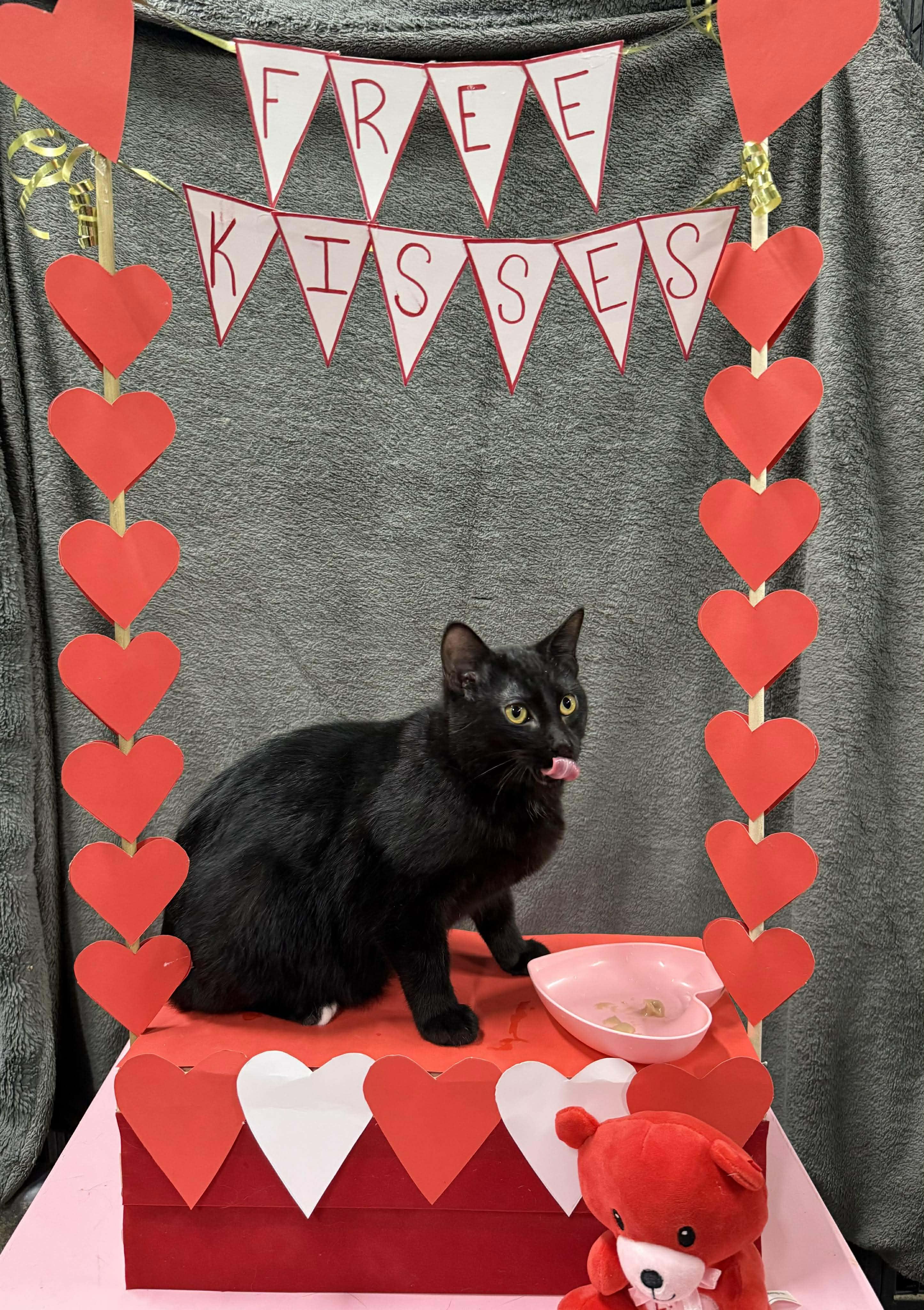 Enlarge ISADORA, a Adoptable Domestic Short Hair in Tillsonburg, ON image 2/2