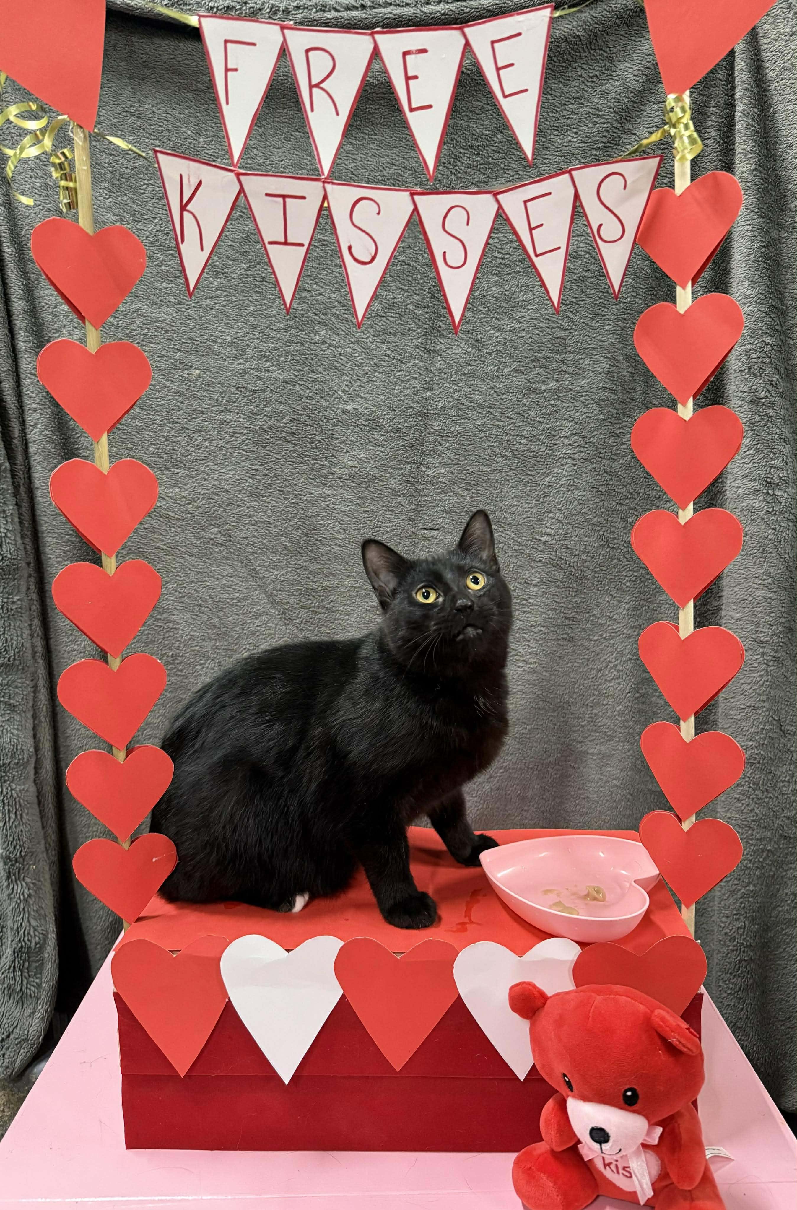 Enlarge ISADORA, a Adoptable Domestic Short Hair in Tillsonburg, ON image 1/2