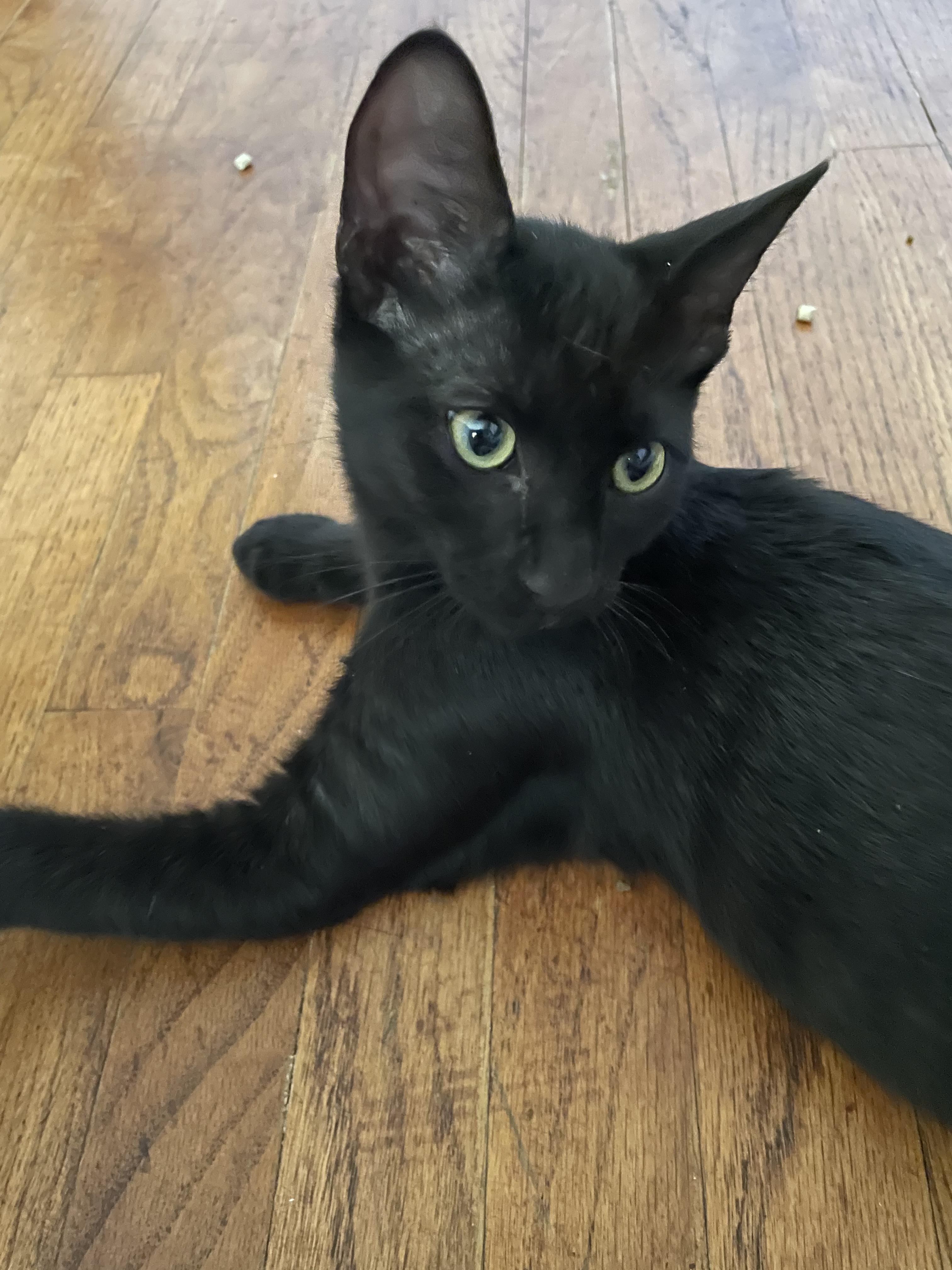 Lucky, ADOPTABLE, Kitten Male Domestic Short Hair.