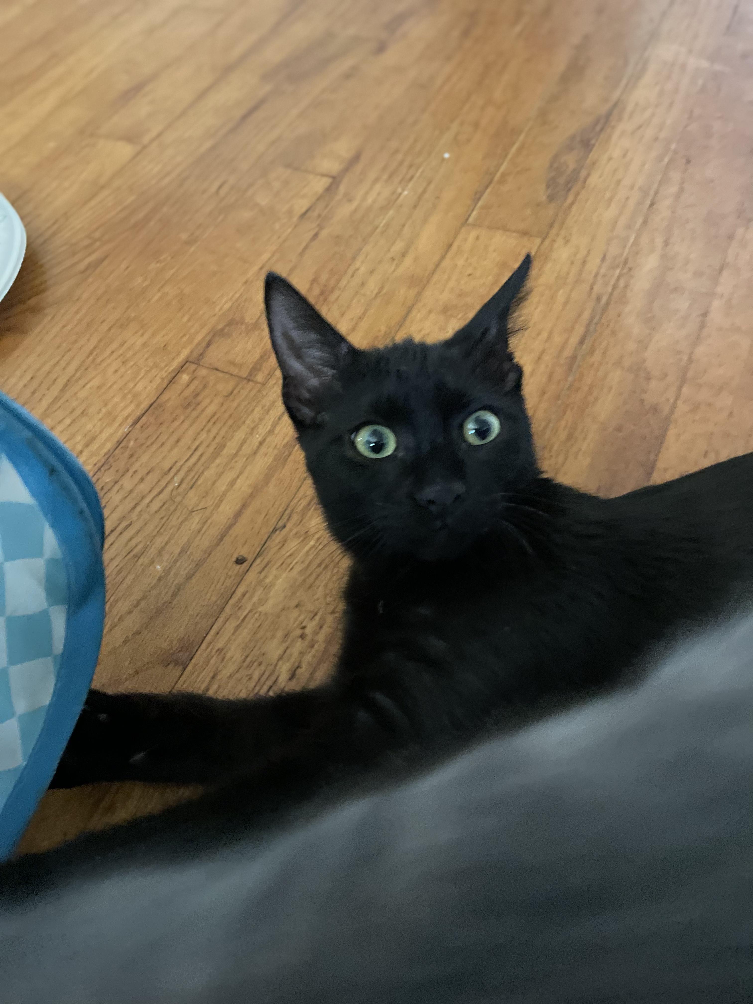 Lucky, a ADOPTABLE Domestic Short Hair in Covina , CA image 4/4
