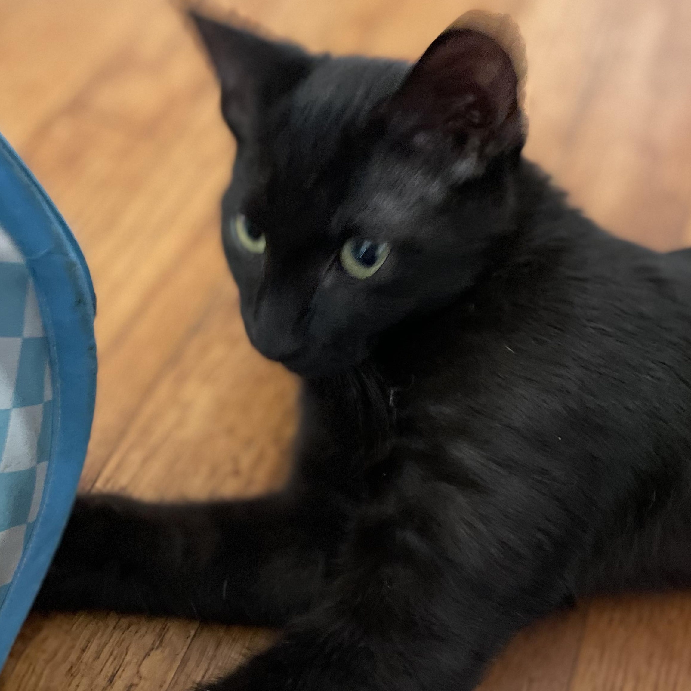 Lucky, a ADOPTABLE Domestic Short Hair in Covina , CA image 3/4