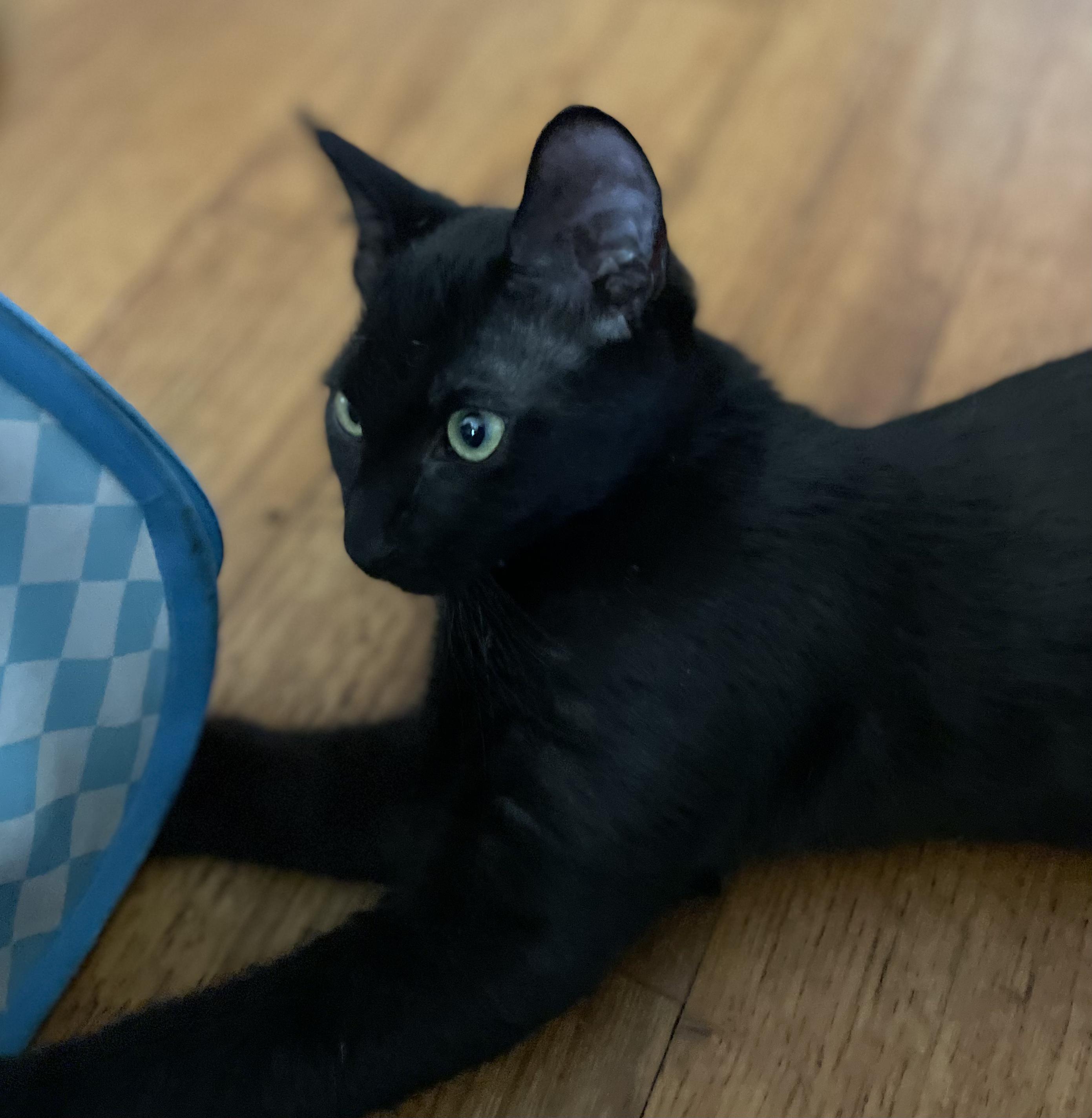 Lucky, a ADOPTABLE Domestic Short Hair in Covina , CA image 2/4