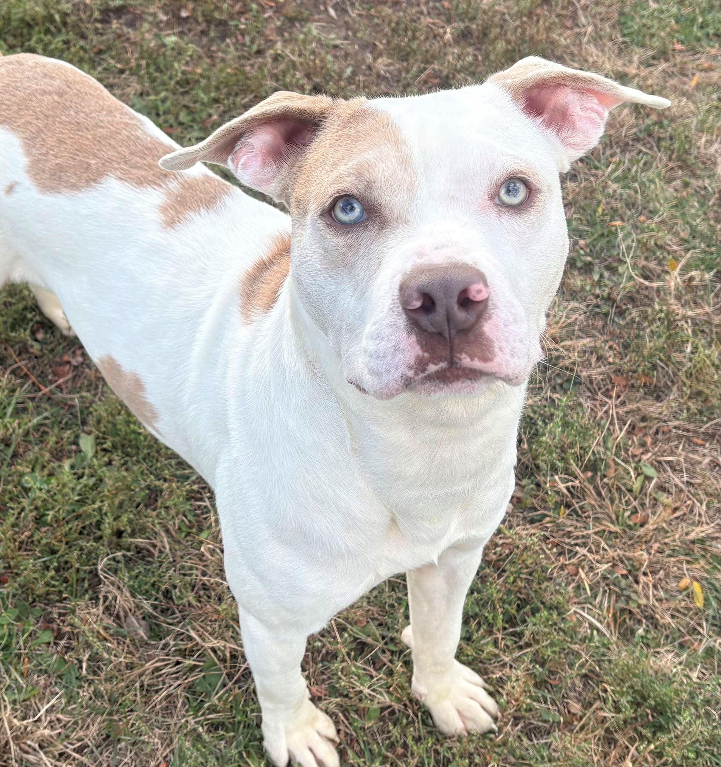 Enlarge Maverick, a Adoptable Pit Bull Terrier in Iowa City, IA image 1/2