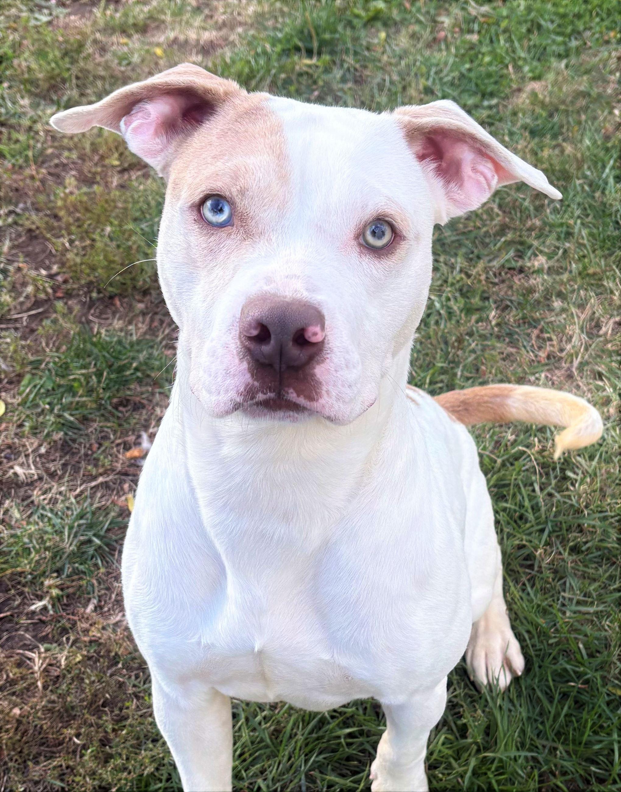 Enlarge Maverick, a Adoptable Pit Bull Terrier in Iowa City, IA image 2/2