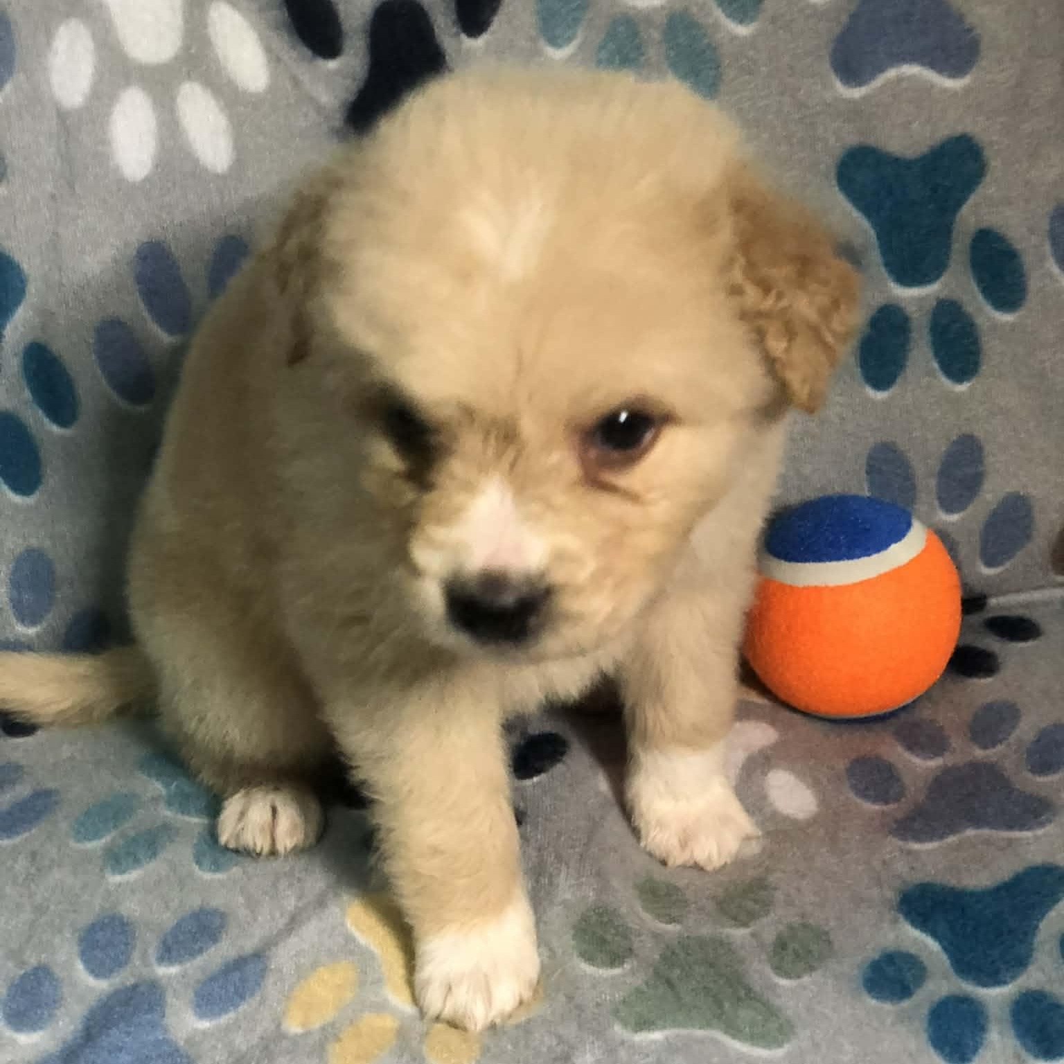 Kai, an adopted mixed breed in Campton, KY image 3/6