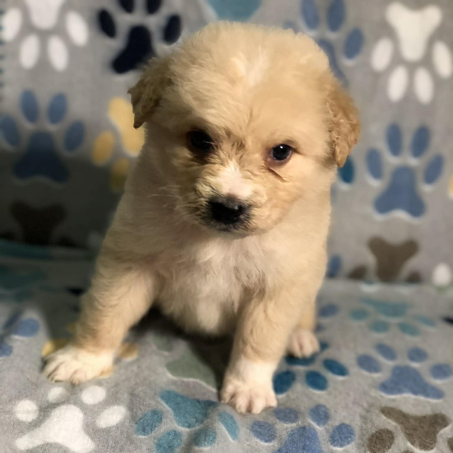 Kai, an adopted mixed breed in Campton, KY image 4/6