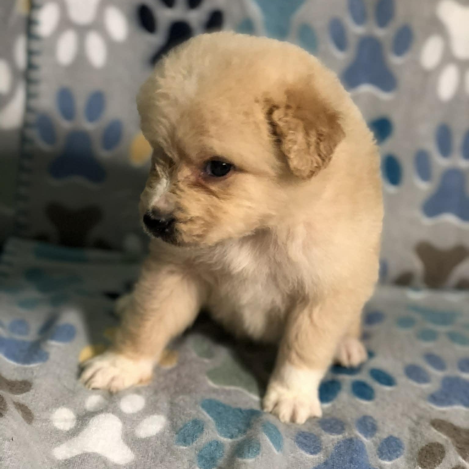 Kai, an adopted mixed breed in Campton, KY image 2/6