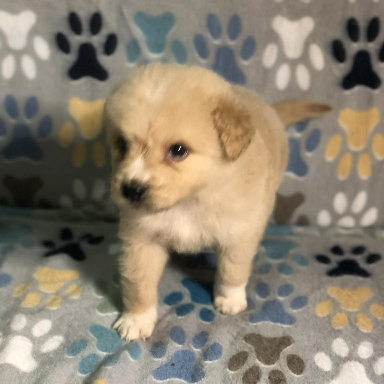 Kai, an adopted mixed breed in Campton, KY image 5/6