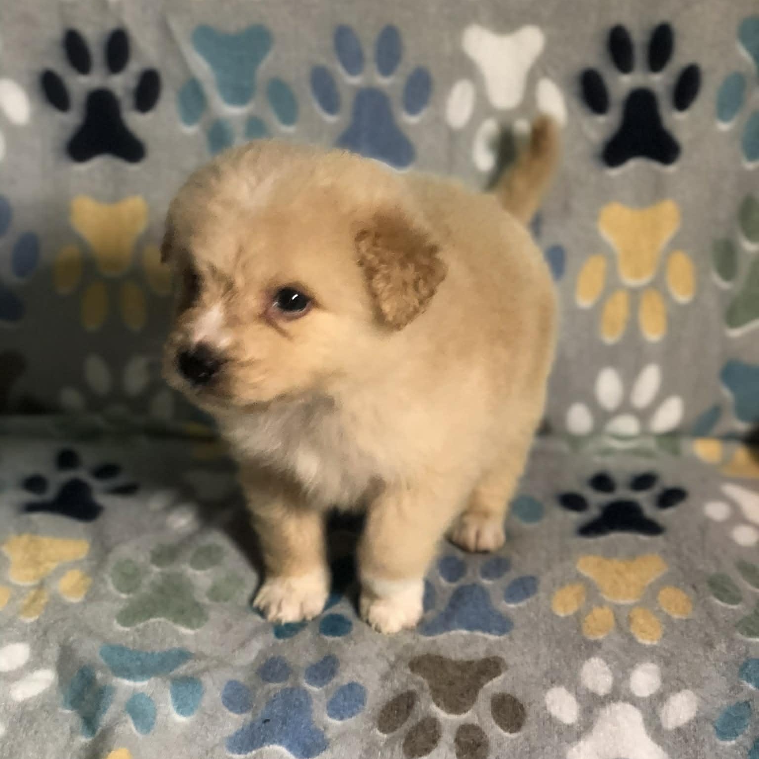 Kai, an adopted mixed breed in Campton, KY image 6/6