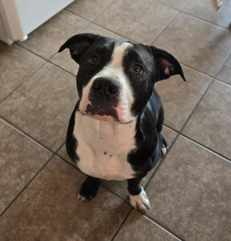 Enlarge Itty Bitty, a Adoptable mixed breed in Columbia, MO image 1/1