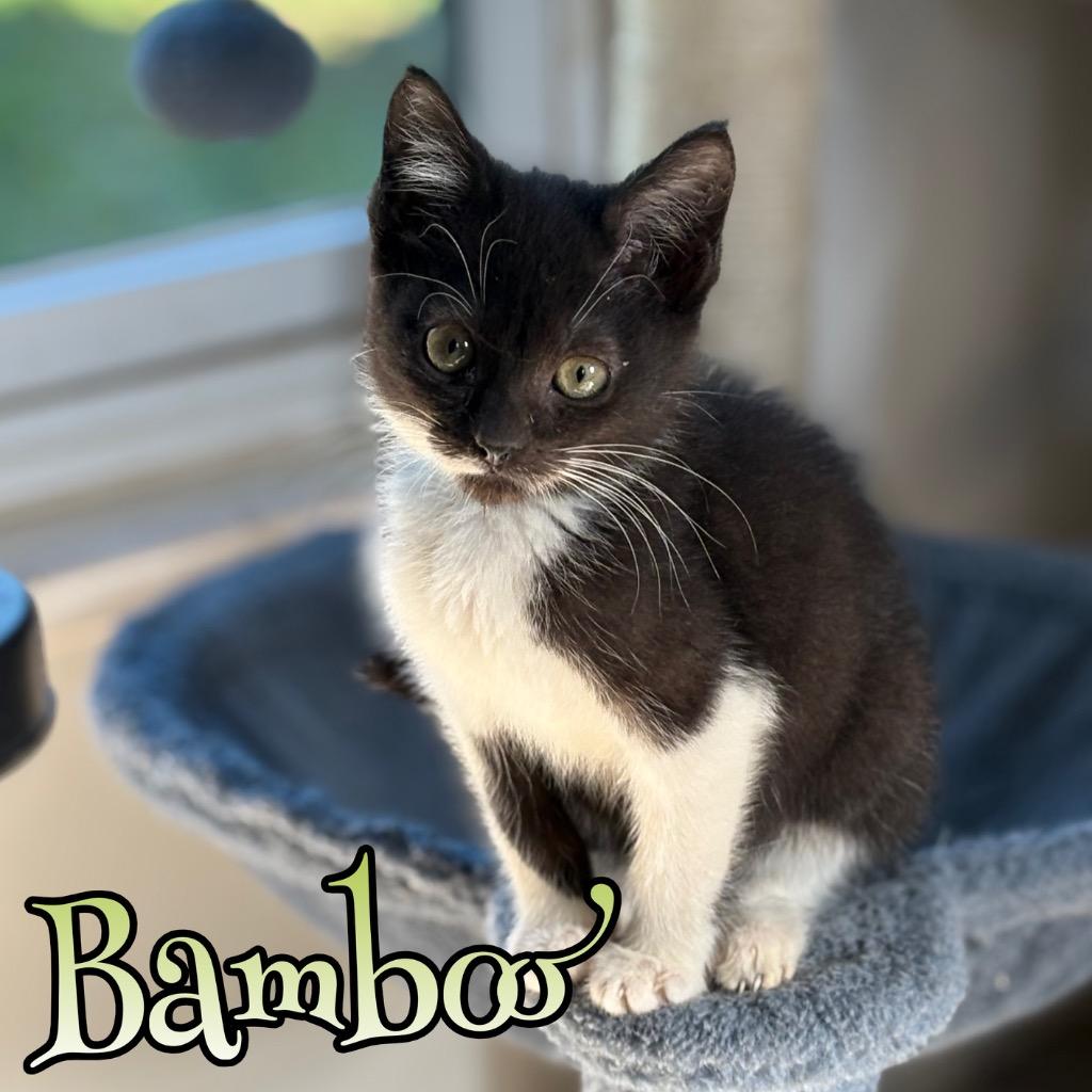 Bamboo, a Adoptable Domestic Short Hair in Hillsboro, OH image 1/5
