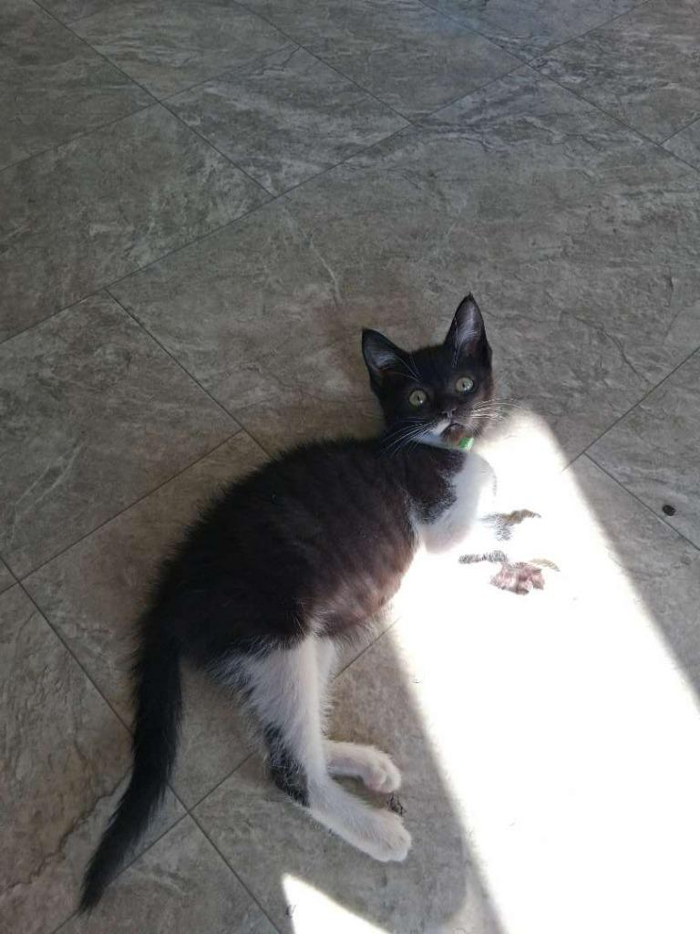 Bamboo, a Adoptable Domestic Short Hair in Hillsboro, OH image 2/5