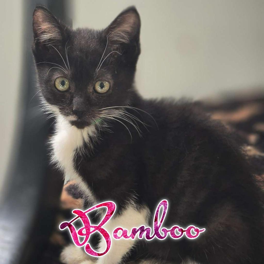 Bamboo, a Adoptable Domestic Short Hair in Hillsboro, OH image 3/5