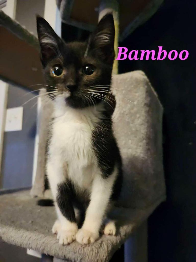 Bamboo, a Adoptable Domestic Short Hair in Hillsboro, OH image 4/5