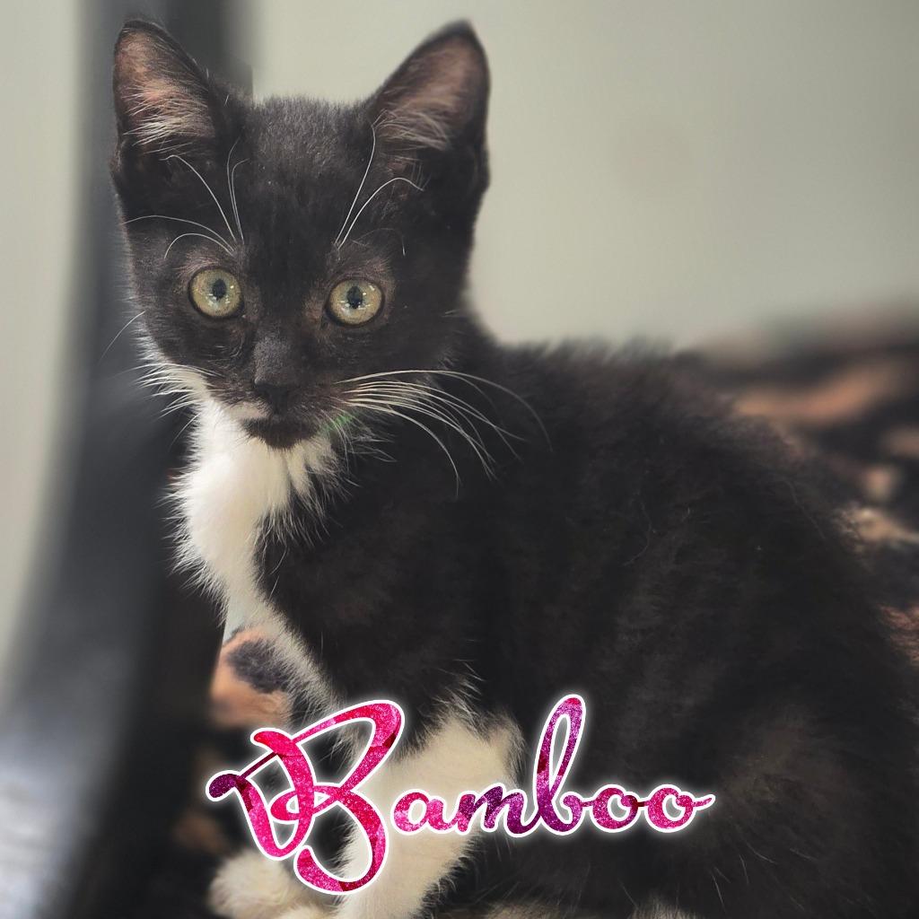 Bamboo, a Adoptable Domestic Short Hair in Hillsboro, OH image 5/5