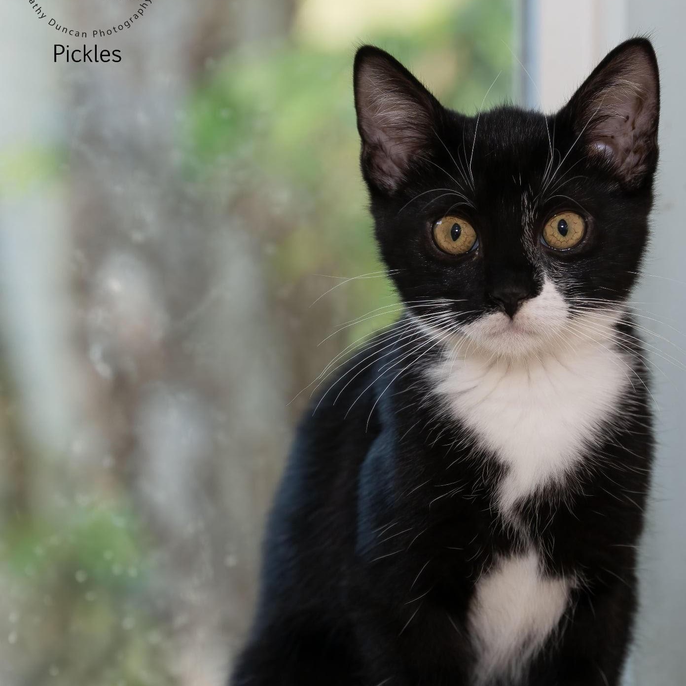 Pickles, a Adoptable Domestic Short Hair in Manchester, MO image 4/4