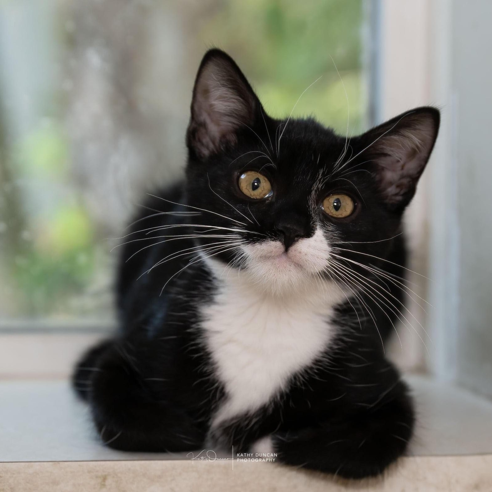 Pickles, Adoptable, Kitten Female Domestic Short Hair.