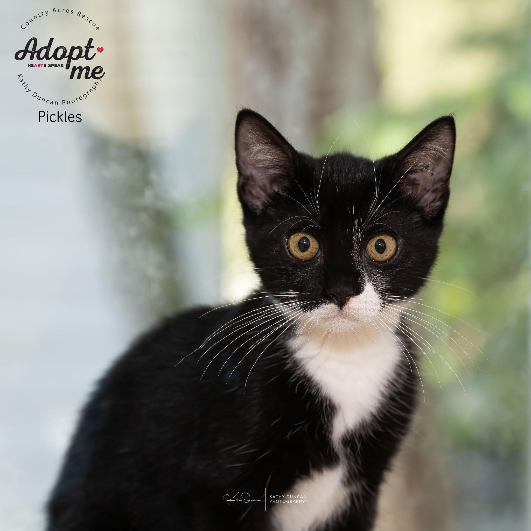 Pickles, a Adoptable Domestic Short Hair in Manchester, MO image 3/4