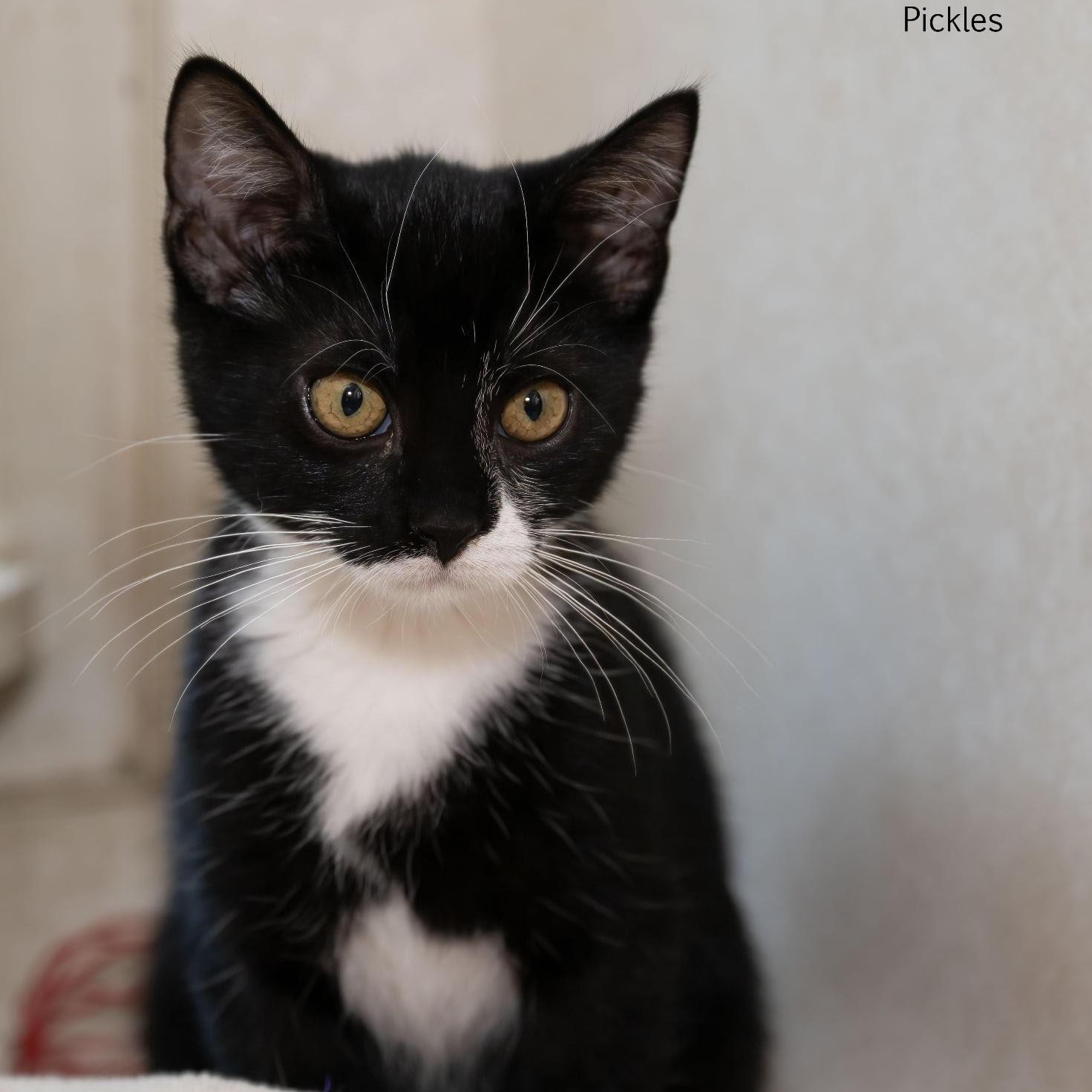 Pickles, a Adoptable Domestic Short Hair in Manchester, MO image 2/4