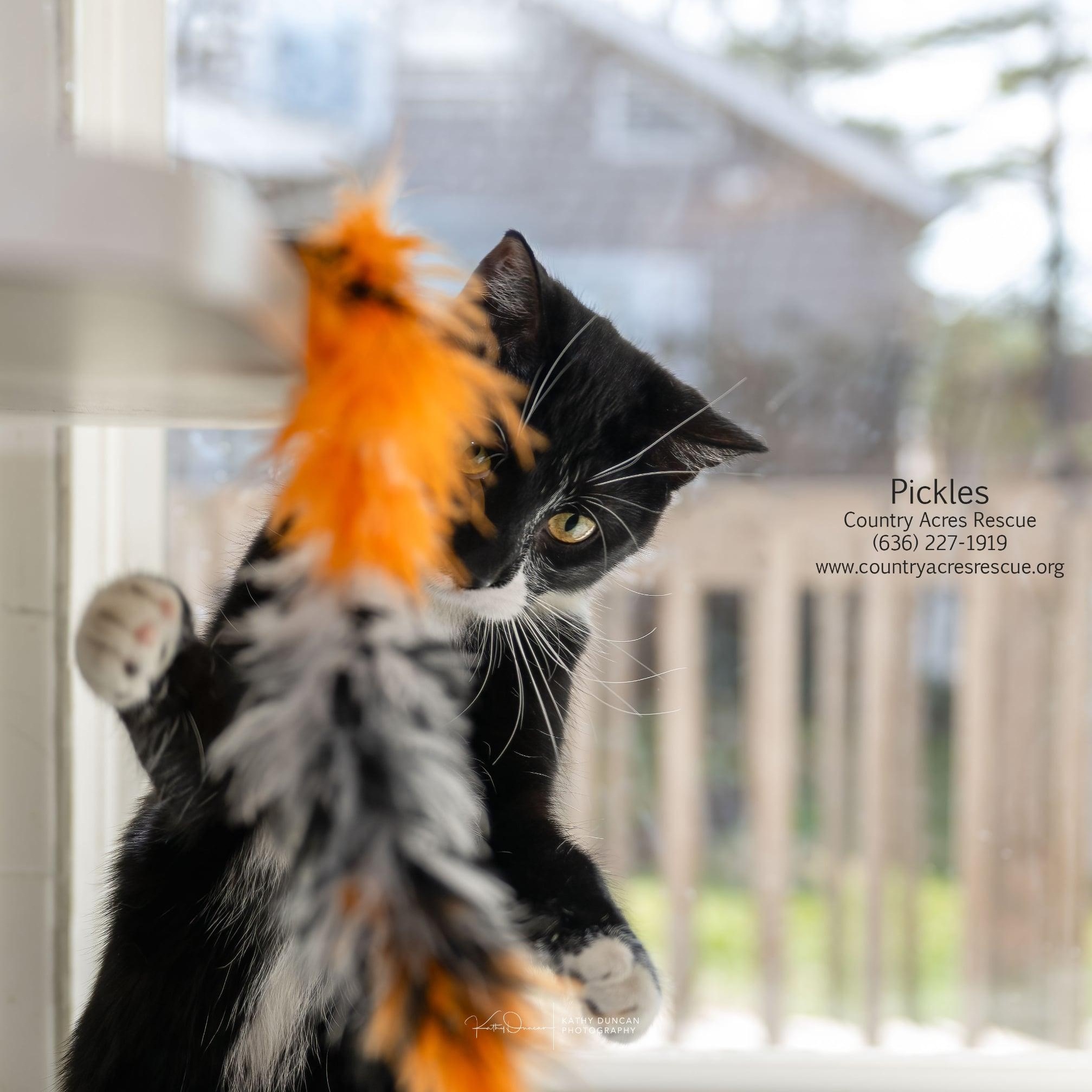 Enlarge Pickles, a Adoptable Domestic Short Hair in Manchester, MO image 2/3