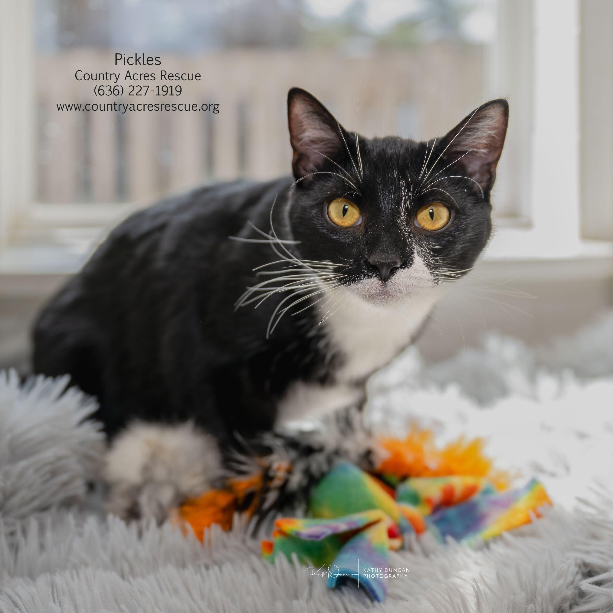 Pickles, Adoptable, Kitten Female Domestic Short Hair.