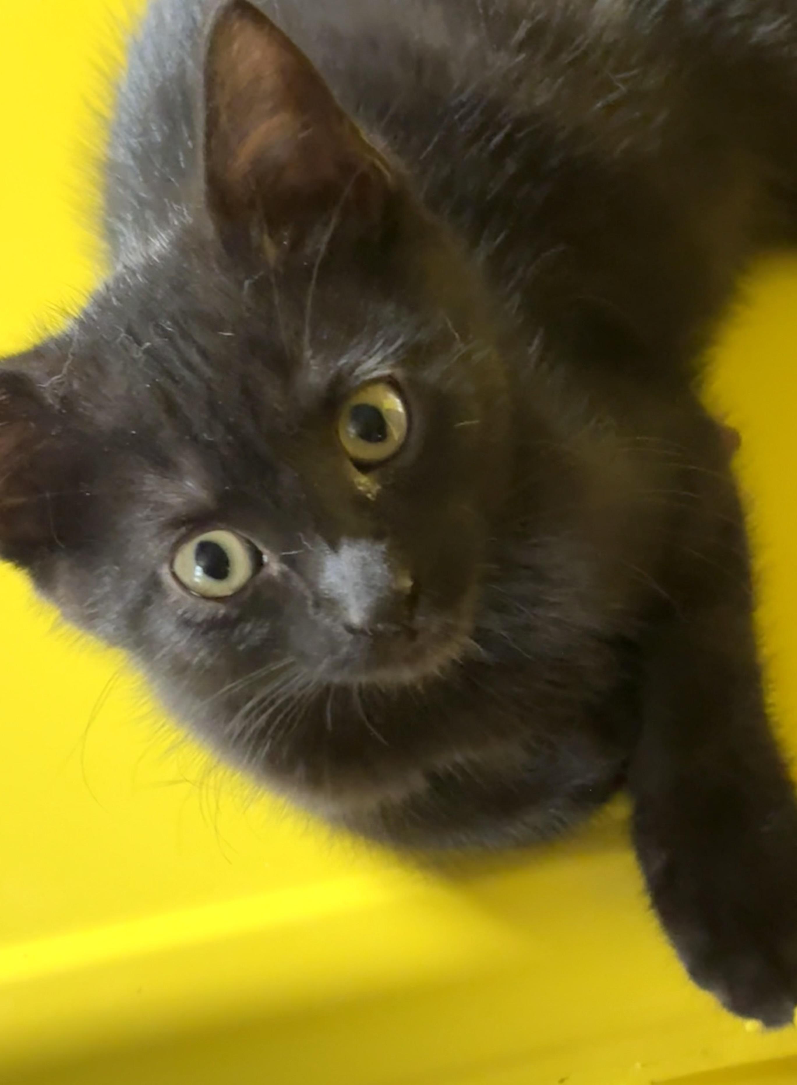Enlarge Paul, an adoptable Domestic Short Hair in Belvidere, IL image 2/3