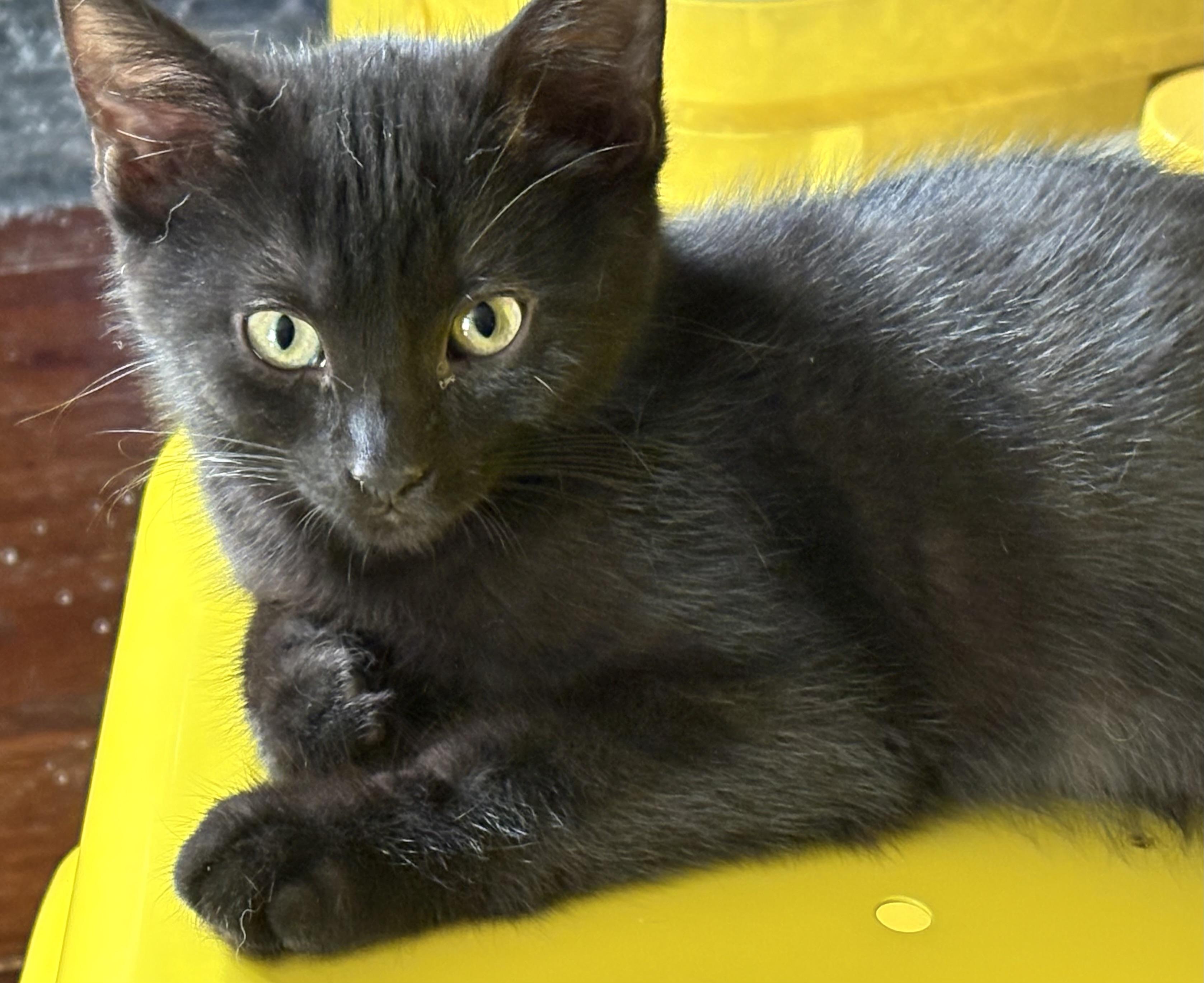 Paul, adoptable, Kitten Male Domestic Short Hair.