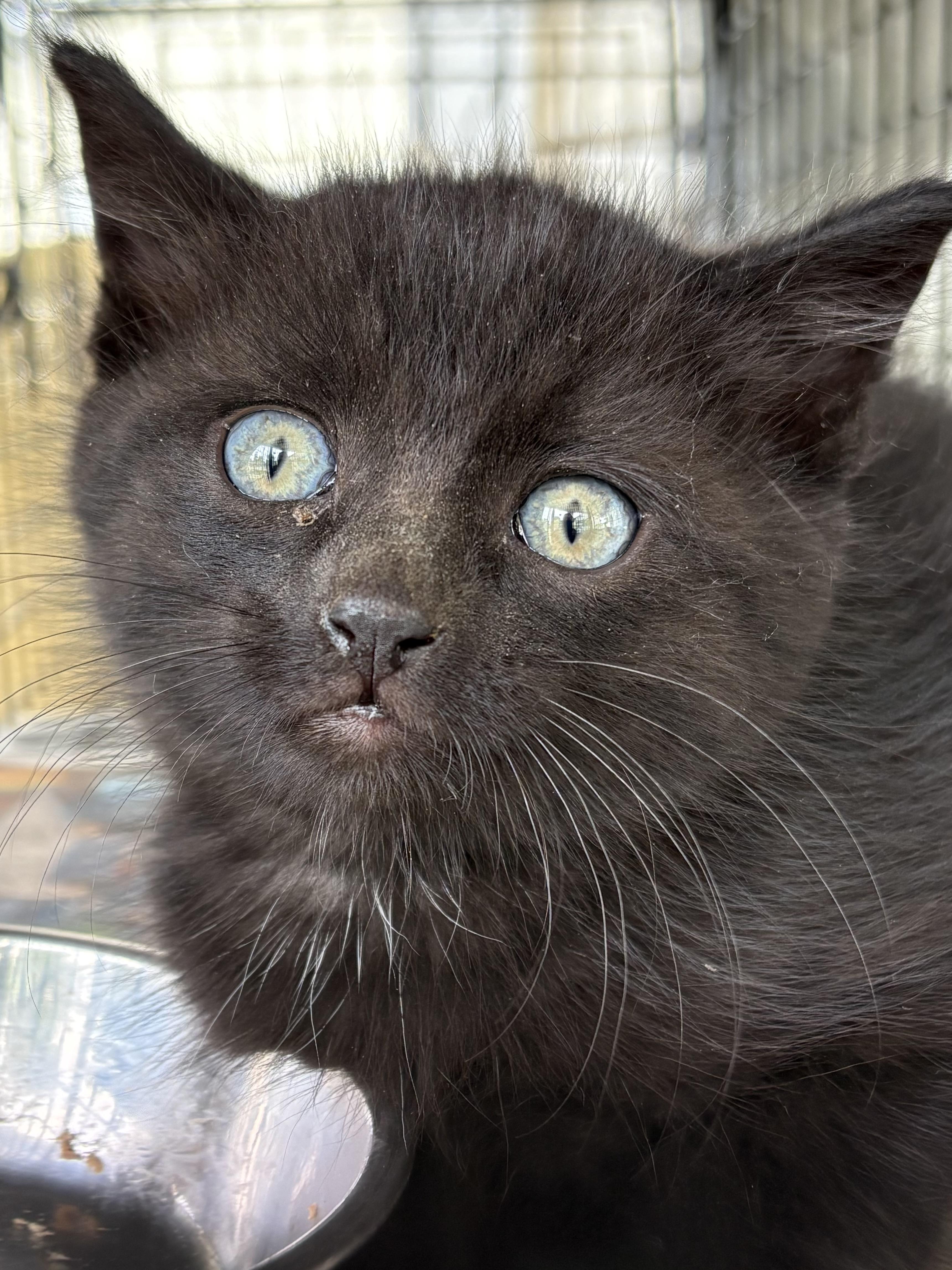 Enlarge Paul, an adoptable Domestic Short Hair in Belvidere, IL image 3/3