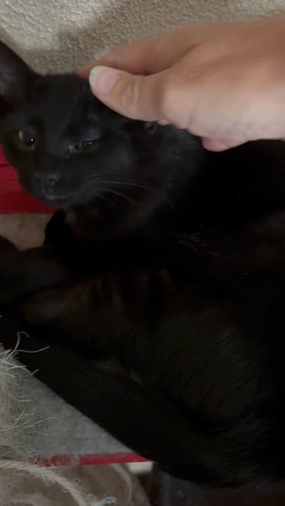 Enlarge Paul, an adoptable Domestic Short Hair in Belvidere, IL video 4/4