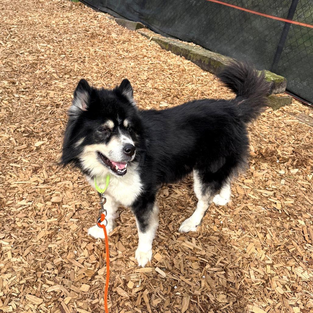 Enlarge Gromit, a Adoptable Mixed Breed in Tacoma, WA image 1/1