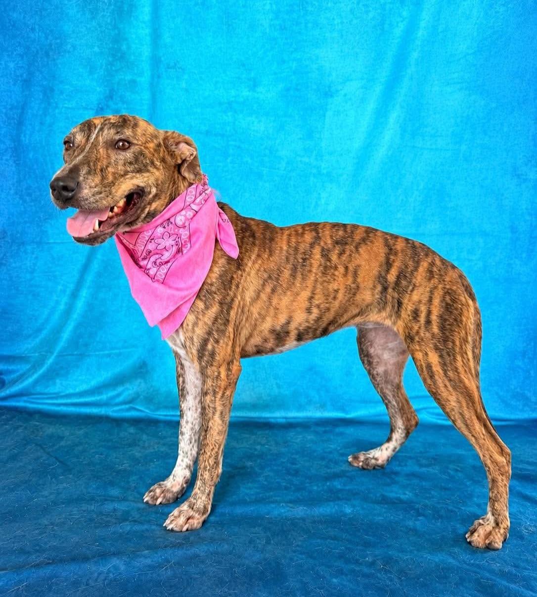 Enlarge Donna, a Adoptable mixed breed in Fabius, NY image 4/6