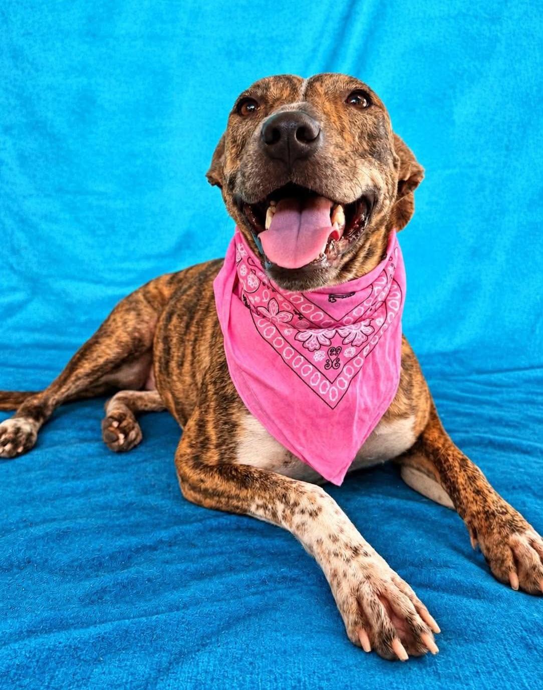 Enlarge Donna, a Adoptable mixed breed in Fabius, NY image 3/6