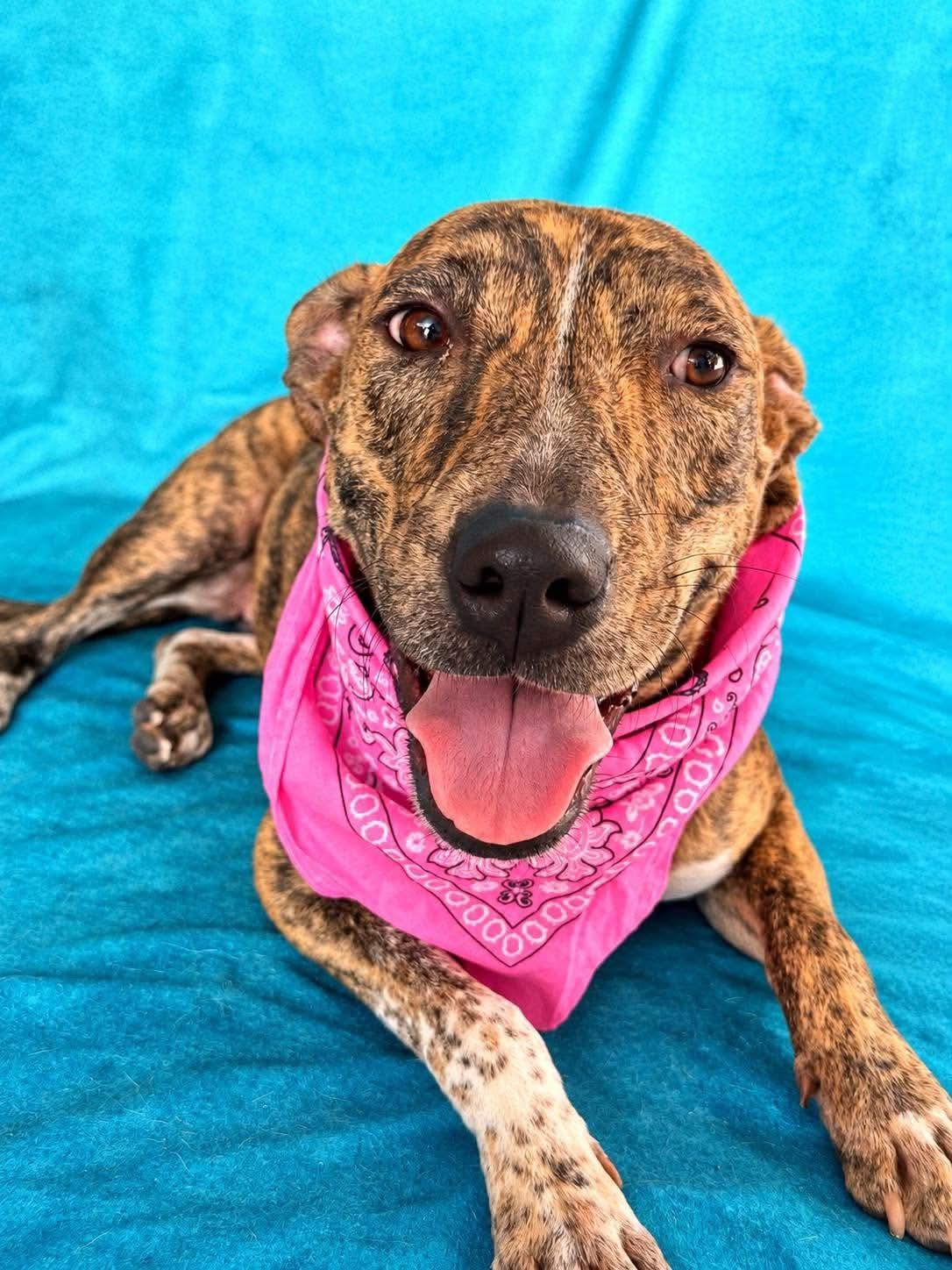 Donna, Adoptable, Young Female Plott Hound & Bull Terrier.