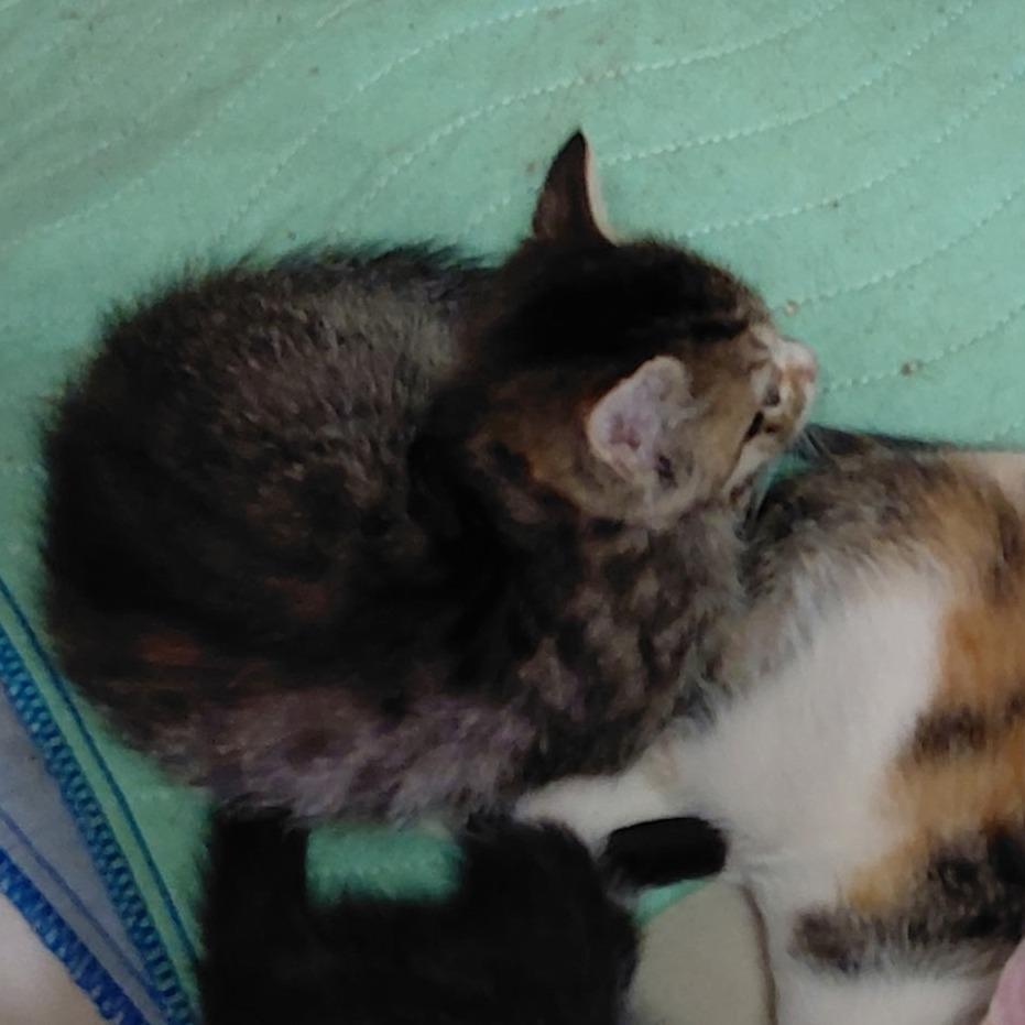 Buttermilk, Adoptable, Kitten Female Domestic Short Hair.