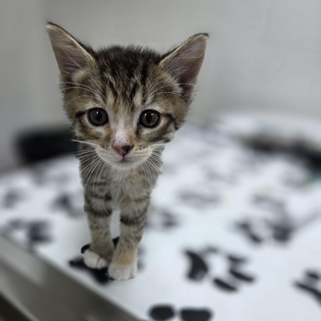 Buttermilk, a Adoptable Domestic Short Hair in Incline Village, NV image 2/3