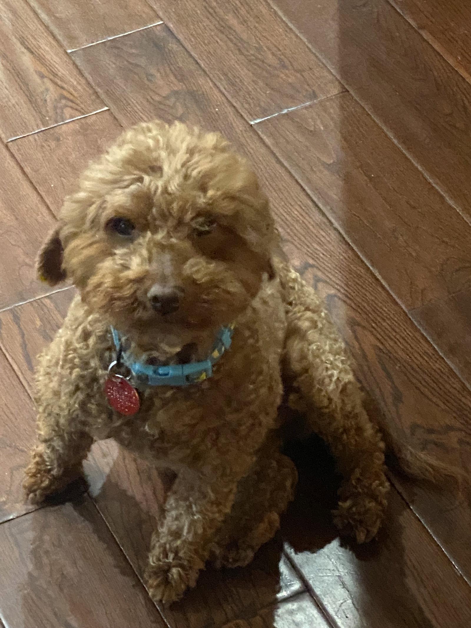 Rose, a Adoptable Poodle in Etobicoke, ON image 1/3