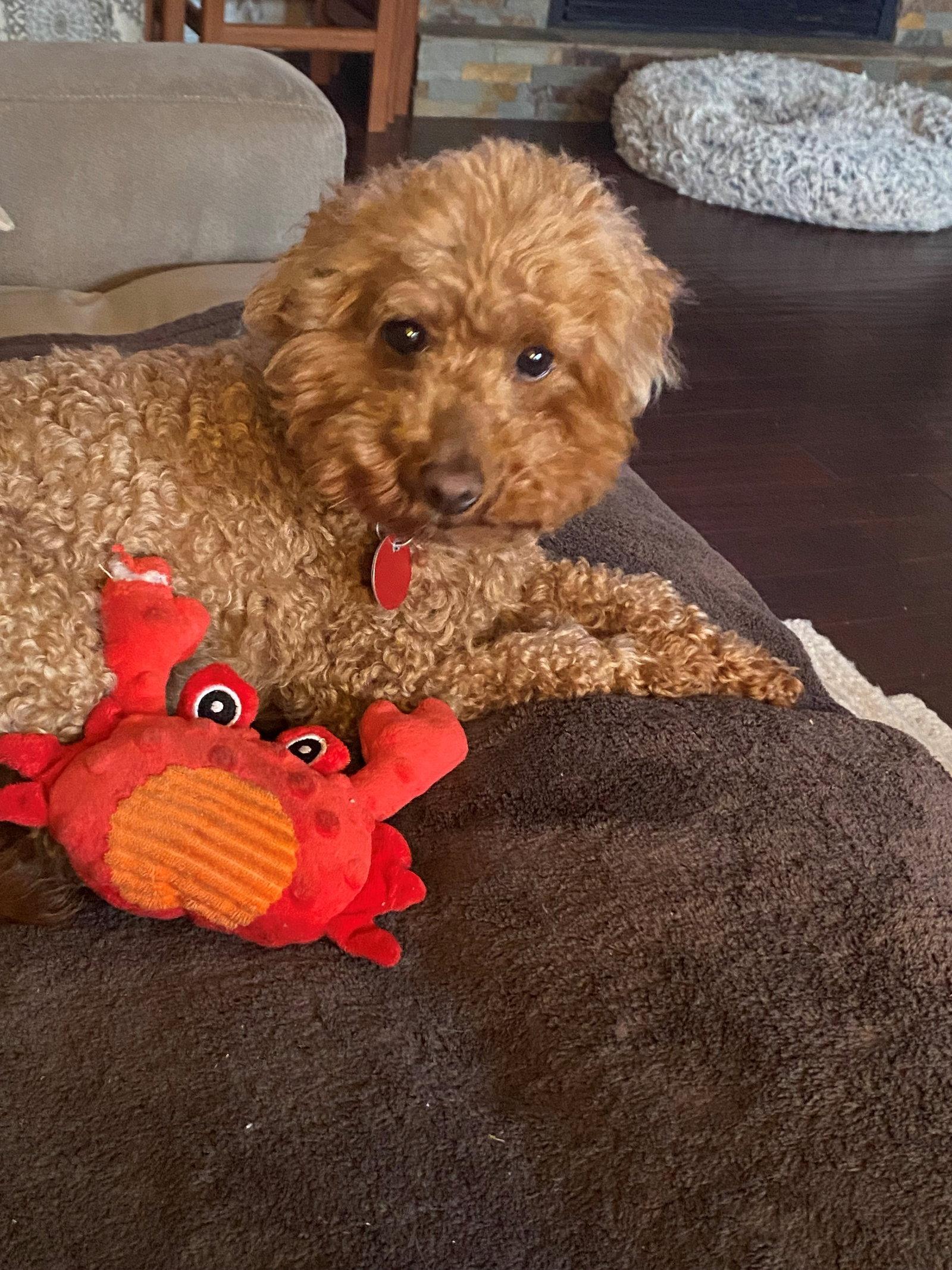 Rose, a Adoptable Poodle in Etobicoke, ON image 2/3