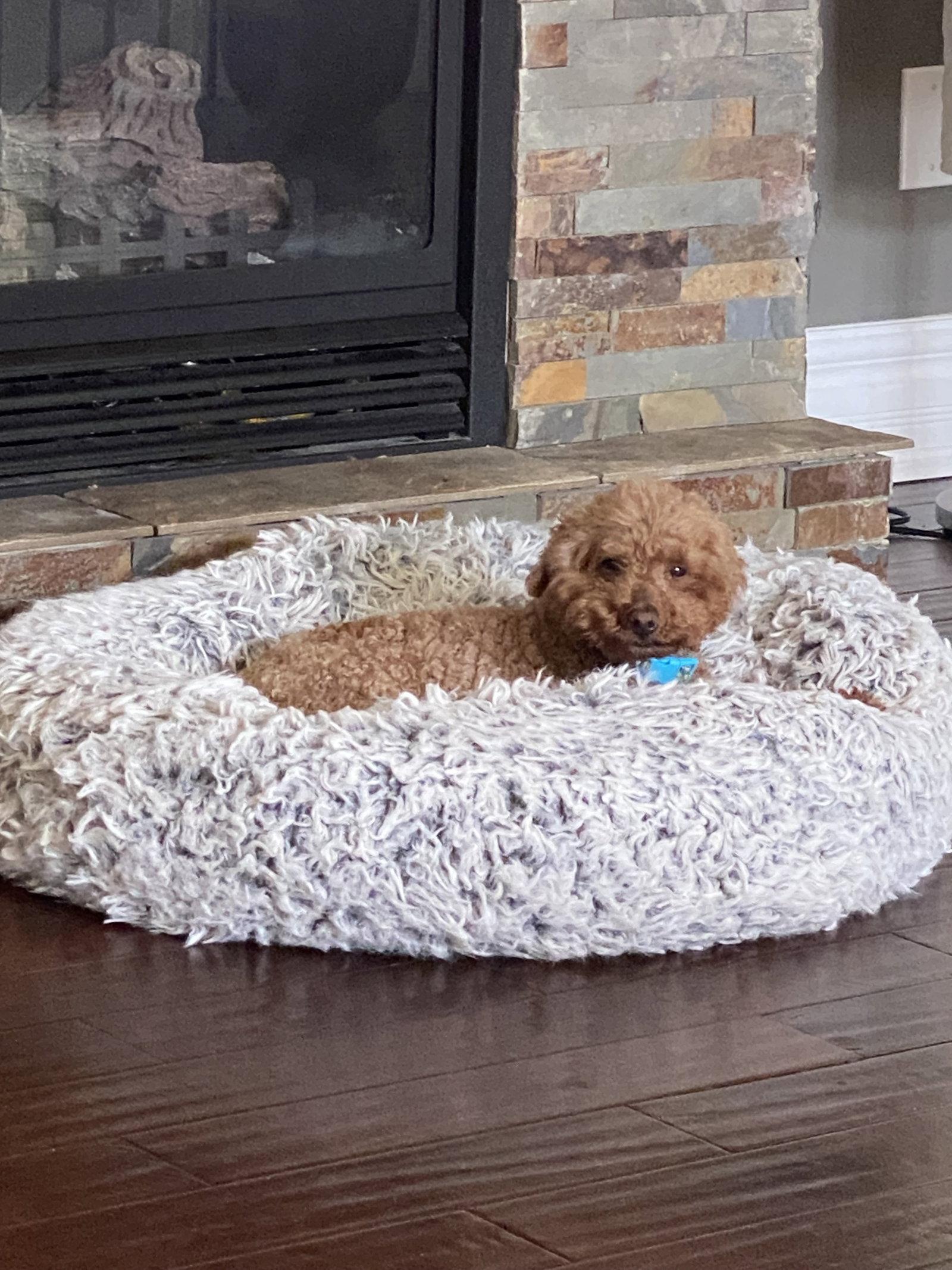 Rose, a Adoptable Poodle in Etobicoke, ON image 3/3