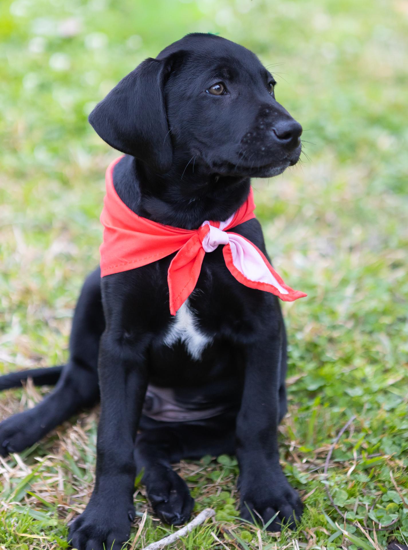 Enlarge Brooks, a Adopted mixed breed in Zachary, LA image 4/6
