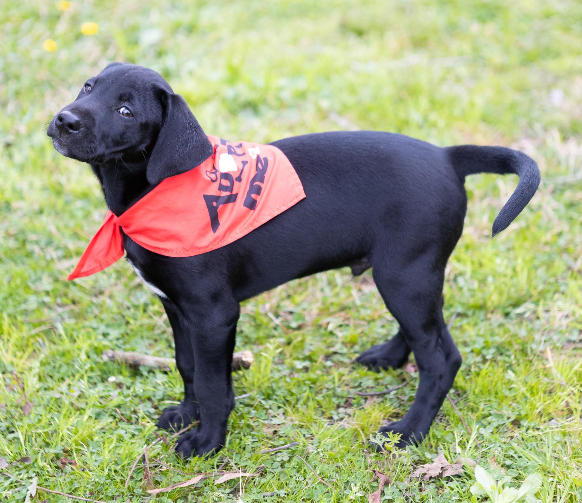 Enlarge Brooks, a Adopted mixed breed in Zachary, LA image 2/6