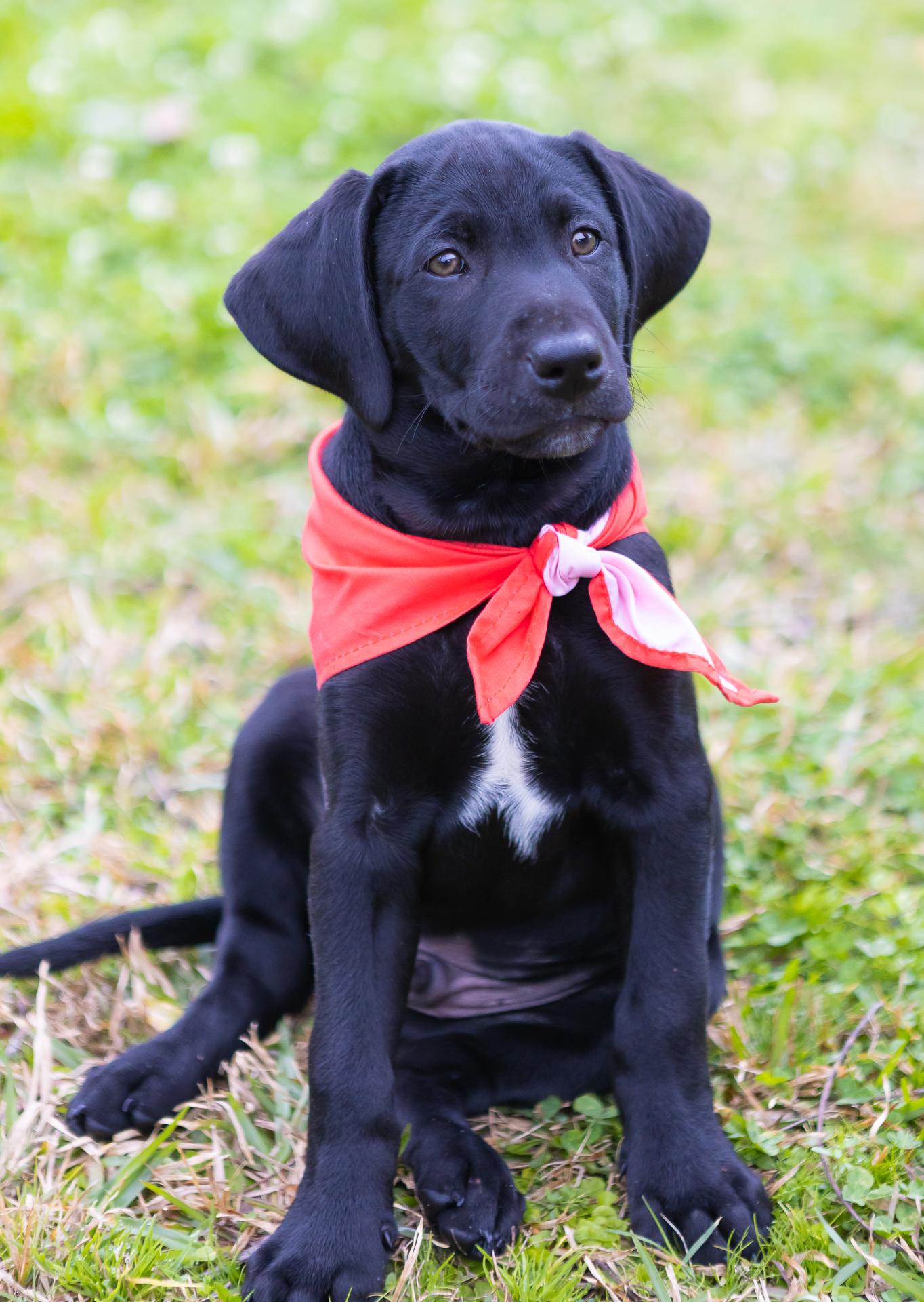 Brooks, Adopted, Puppy Male Black Labrador Retriever.