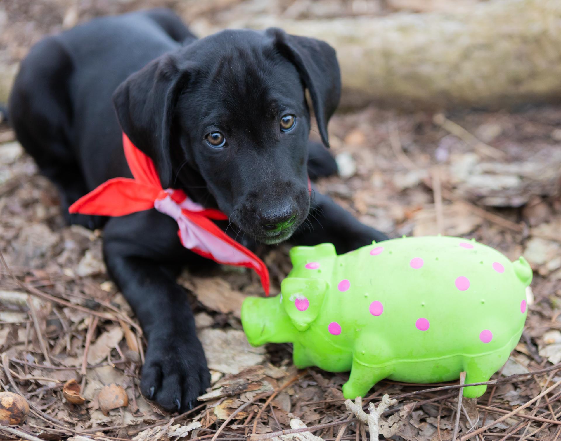 Enlarge Brooks, a Adopted mixed breed in Zachary, LA image 5/6