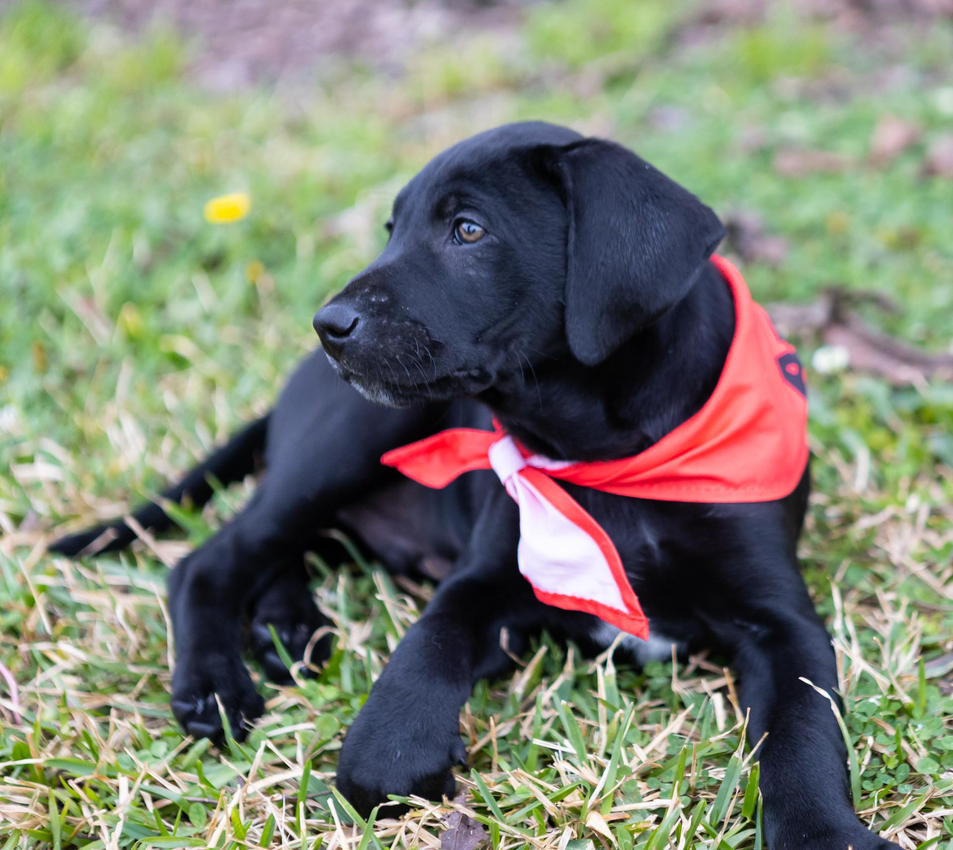 Enlarge Brooks, a Adopted mixed breed in Zachary, LA image 3/6