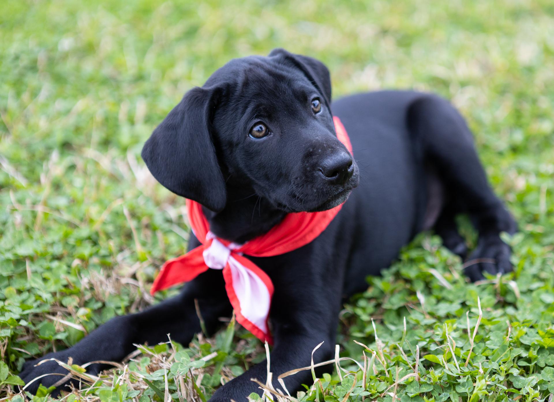 Enlarge Brooks, a Adopted mixed breed in Zachary, LA image 6/6