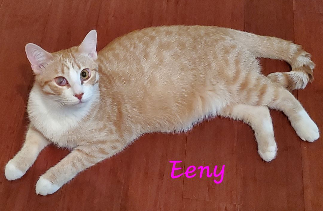 Enlarge Eeny, a Adoptable mixed breed in Kissimmee, FL image 1/6